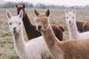 Why you need to try alpaca wool clothing